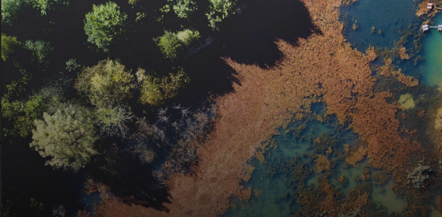 Transparency in a Complex Ecosystem